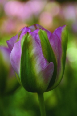 Tulp Groenland